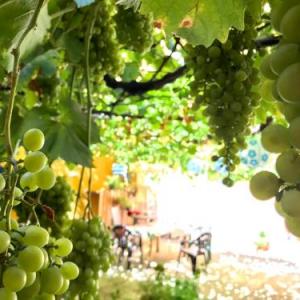 Apartment Olivar 