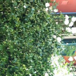 EMI's Guest House Rome