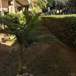 Ben Gurion Apartment