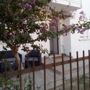 The judas trees