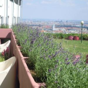 Palace Hostel Schlossherberge Vienna