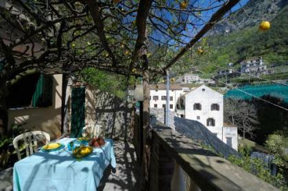 Lemon Garden - image 5