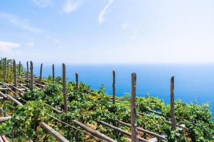 La Vigna di Bacco - image 9
