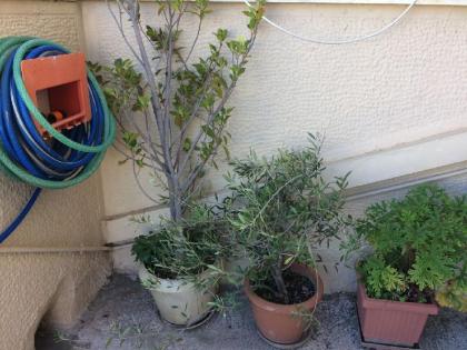 Lycabettus view apartment - image 7