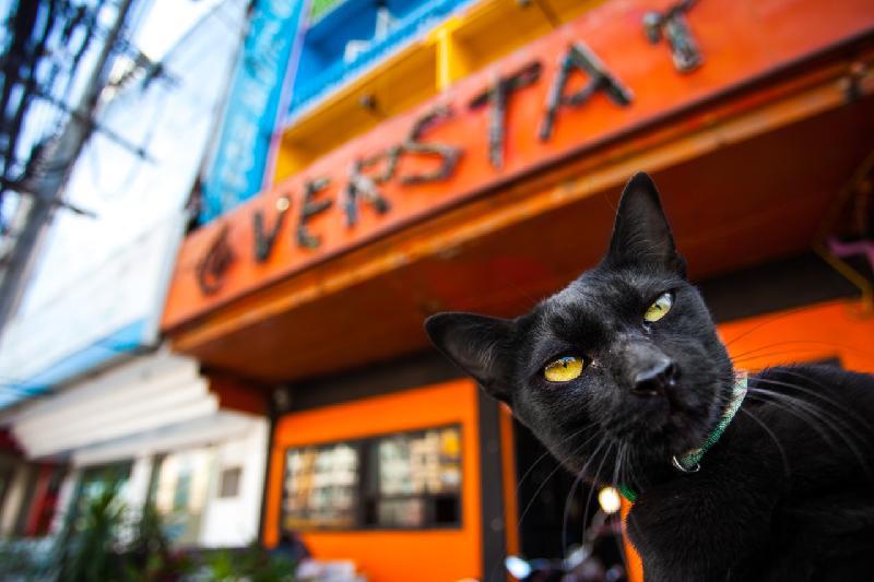 The Overstay Art Hostel (Pet-friendly) - main image