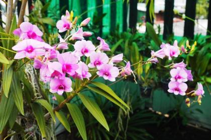 Kaloang home - image 11