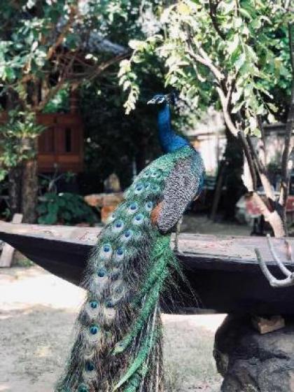 Thai Woodhouse - Peacock Room - image 9
