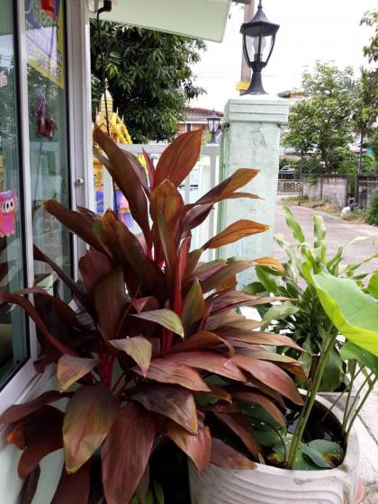 D Heart Homestay Bangkok 