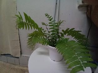 Amazing khaosan Hostel - image 4