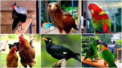BKK - Tree House Aviary - image 11