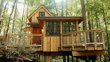 The Maple in Treehouse Grove at Norton Creek