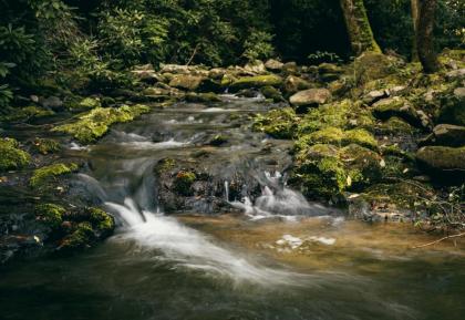 The Poplar in Treehouse Grove at Norton Creek - image 23