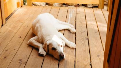 The Green Ash in Treehouse Grove at Norton Creek - image 21
