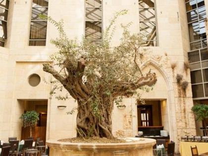 Olive Tree Hotel - image 8