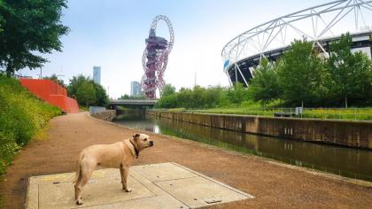 Beautiful Central Home for 6 near Olympic Park and ABBA Theatre - image 21