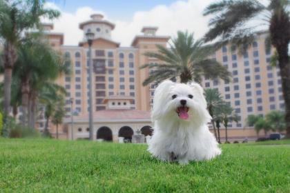 Rosen Shingle Creek - image 8