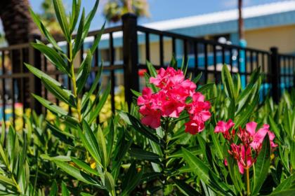 Garnet Inn & Suites Orlando - image 4