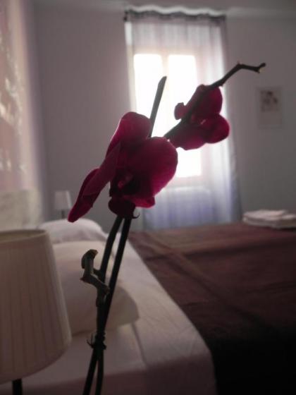 Vica Pota - image 7