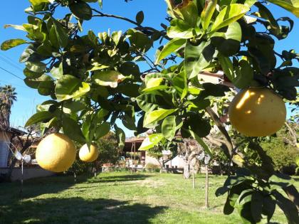 B&B Il Giardino di Gabri - image 23