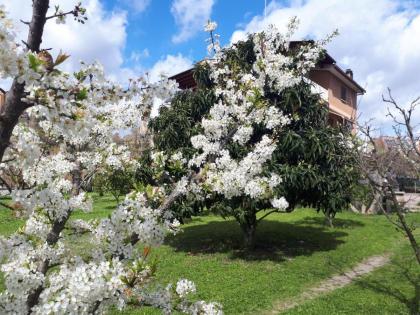 B&B Il Giardino di Gabri - image 24