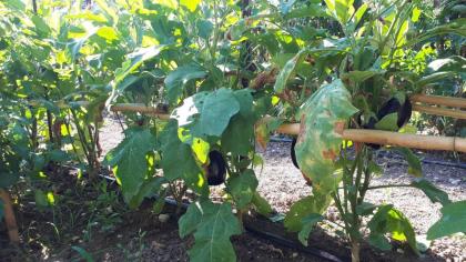 B&B Il Giardino di Gabri - image 28