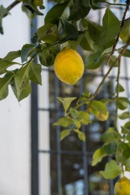 Lemon Suites Lunario 