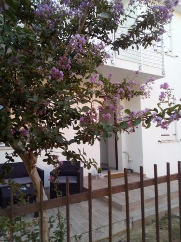 The judas trees - main image